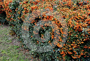 Pyracantha  firethorn  attractive orange berries and utumn rain. Pyracantha coccinea orange glow firethorn is excellent evergree