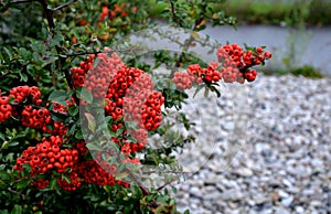 Pyracantha  firethorn  attractive orange berries and utumn rain. Pyracantha coccinea orange glow firethorn is excellent evergree