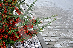 Pyracantha  firethorn  attractive orange berries and utumn rain. Pyracantha coccinea orange glow firethorn is excellent evergree