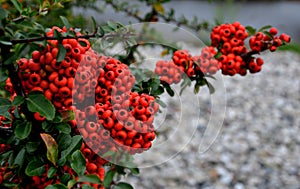 Pyracantha  firethorn  attractive orange berries and utumn rain. Pyracantha coccinea orange glow firethorn is excellent evergree