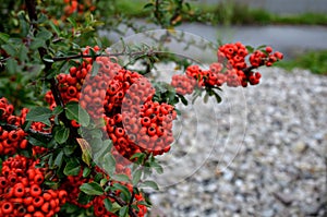 Pyracantha  firethorn  attractive orange berries and utumn rain. Pyracantha coccinea orange glow firethorn is excellent evergree