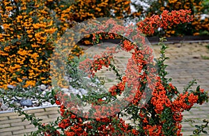 Pyracantha  firethorn  attractive orange berries and utumn rain. Pyracantha coccinea orange glow firethorn is excellent evergree