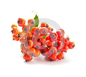 Pyracantha, firethorn