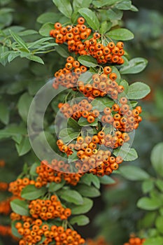 Pyracantha Firethorn berries