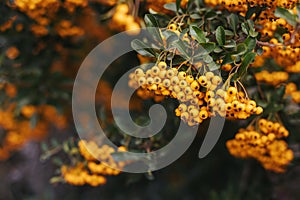Pyracantha Firethorn branch with yellow berry-like pomes