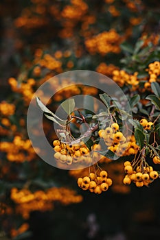 Pyracantha Firethorn branch with yellow berry-like pomes