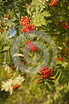 Pyracantha Firethorn Orange Berries