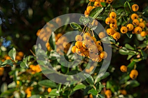 Pyracantha or firethorn
