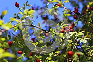 Pyracantha Firethorn in Spring and persistent in winter france