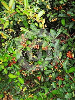 Pyracantha fortuneana