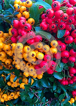 Pyracantha fruit