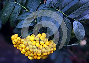 Pyracantha from Greek pyr `fire` and akanthos `thorn`, hence firethorn