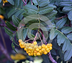 Pyracantha from Greek pyr `fire` and akanthos `thorn`, hence firethorn