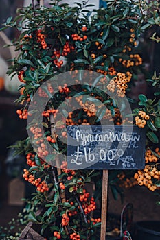 Pyracantha plant on sale at a street market in Frome, UK