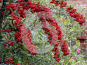 Pyracantha Saphyr Red