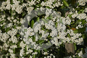 Pyracantha shrub in bloom