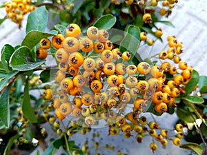 Pyracantha with yellow berries