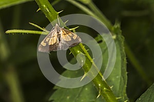 Pyralid moth Evergestis limbata