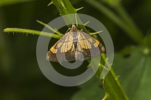 Pyralid moth Evergestis limbata