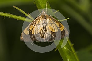 Pyralid moth Evergestis limbata