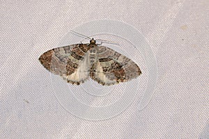 Pyralidae moth