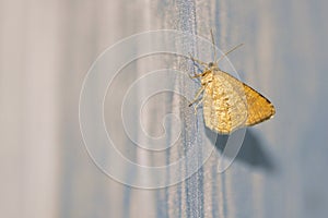 Pyralidae moth