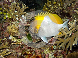 Pyramid Butterflyfish