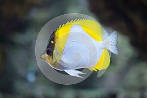 Pyramid butterflyfish Hemitaurichthys polylepis.