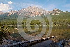 Pyramid Lake and dead tree