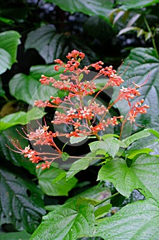 Pyramid-like inflorescence of the Pagoda plant, Clerodendrum paniculatum, with orange-red tubular shape flowers