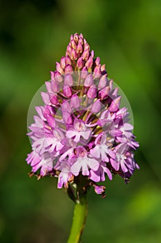 Pyramid orchid anacamptis pyramidalis