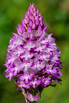 Pyramid orchid anacamptis pyramidalis