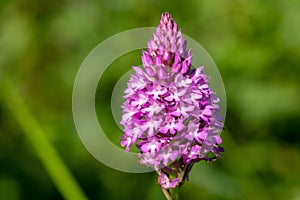 Pyramid orchid anacamptis pyramidalis