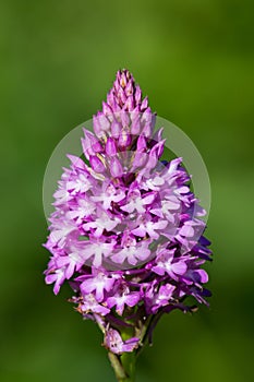 Pyramid orchid anacamptis pyramidalis