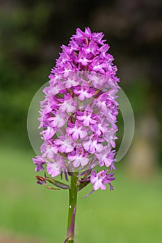Pyramid orchid anacamptis pyramidalis flower