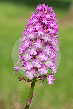 Pyramid orchid anacamptis pyramidalis flower