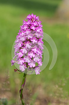 Pyramid orchid anacamptis pyramidalis flower