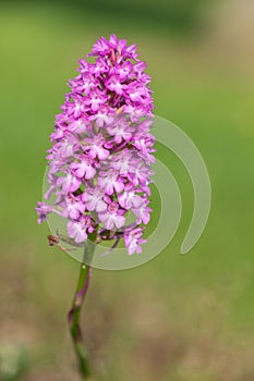 Pyramid orchid anacamptis pyramidalis flower