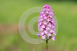 Pyramid orchid anacamptis pyramidalis flower
