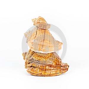 Pyramid of sea shells rapana