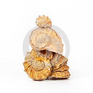 Pyramid of sea shells rapana