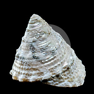 Pyramid Trochus Shell Tectus pyramis on black Background