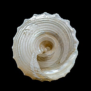 Pyramid Trochus Shell Tectus pyramis on black Background