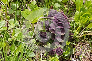 Pyramidal bugle plants in red violet purple color growing in high Alps, Europe.