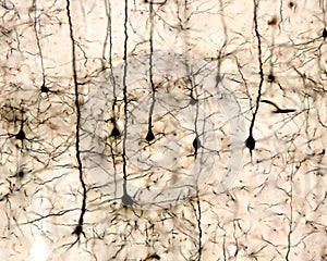 Pyramidal neurons. Cerebral cortex