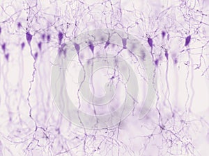 Pyramidal neurons in the cerebral cortex