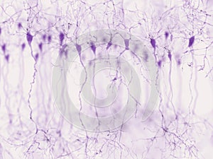 Pyramidal neurons in the cerebral cortex photo