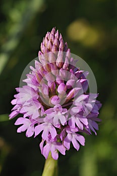 Pyramidal Orchid