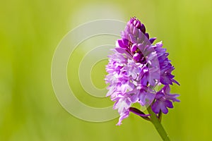 Pyramidal Orchid