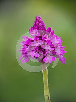 Pyramidal orchid aka Anacamptis growing in Devon, UK.